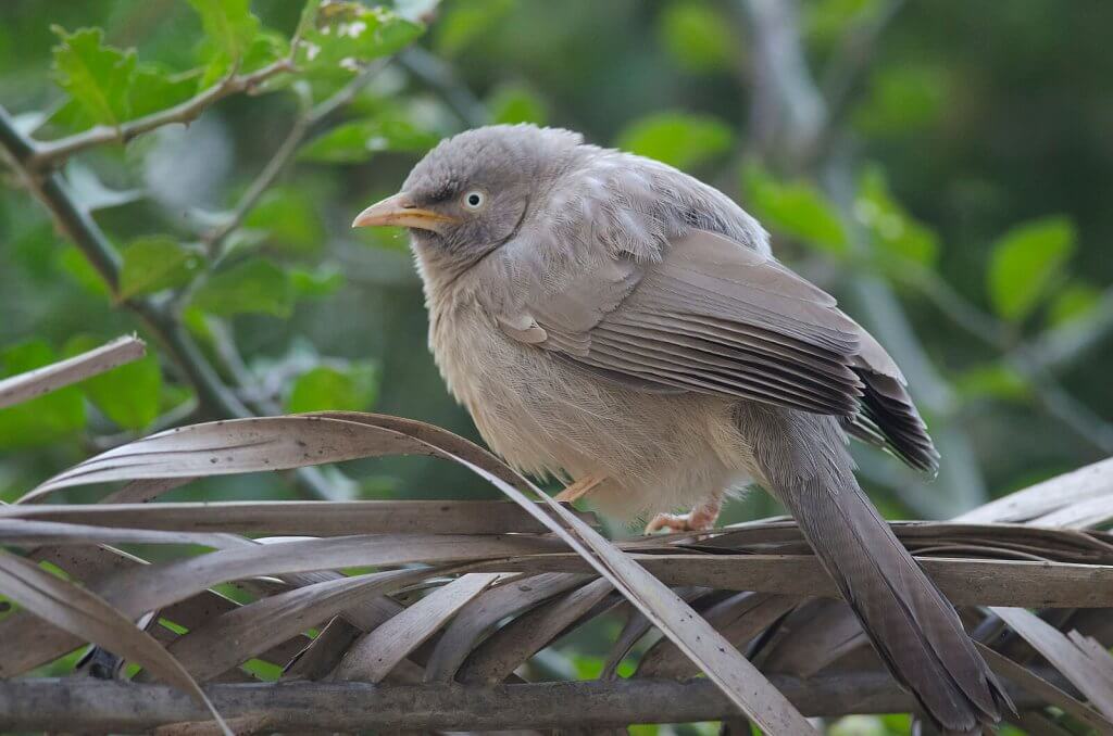 Jungle Babbler at Bharatpur Bird Sanctuary