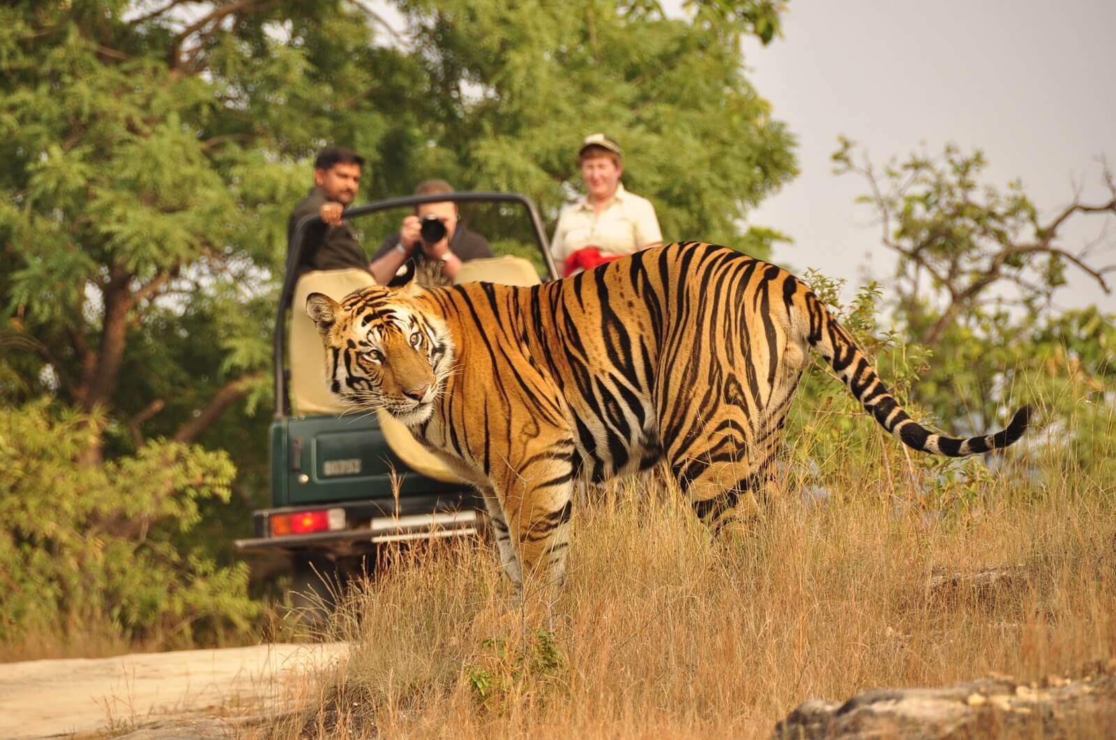 Corbett National Park