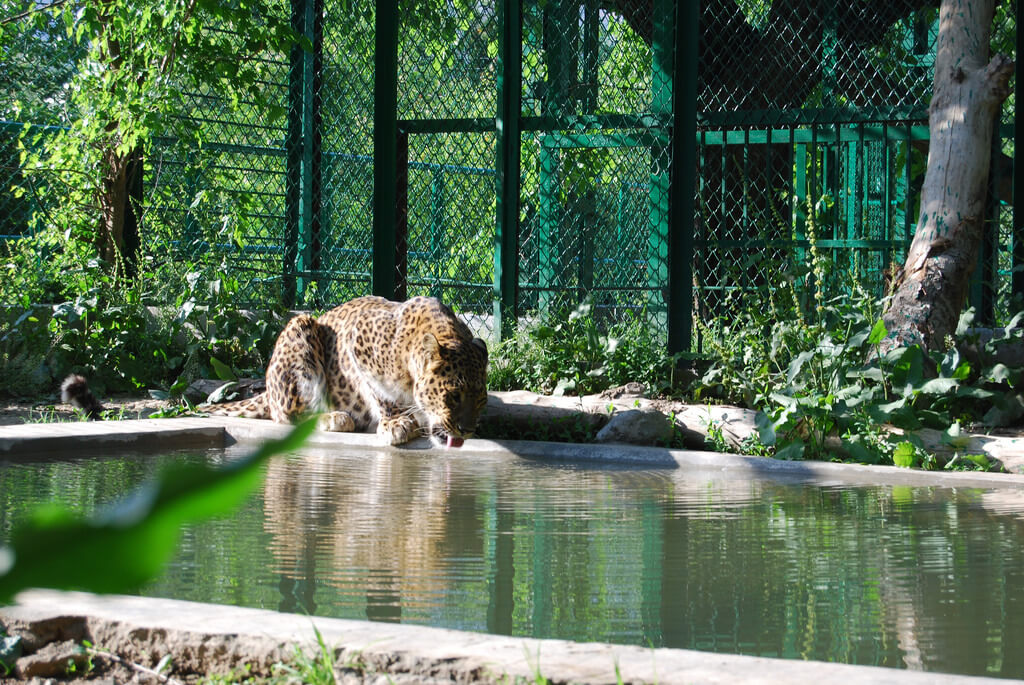 Dachigam National Park, Kashmir