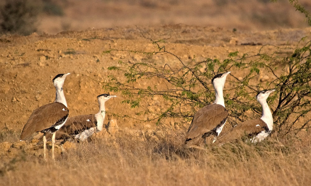 Desert National Park, Jaisalmer