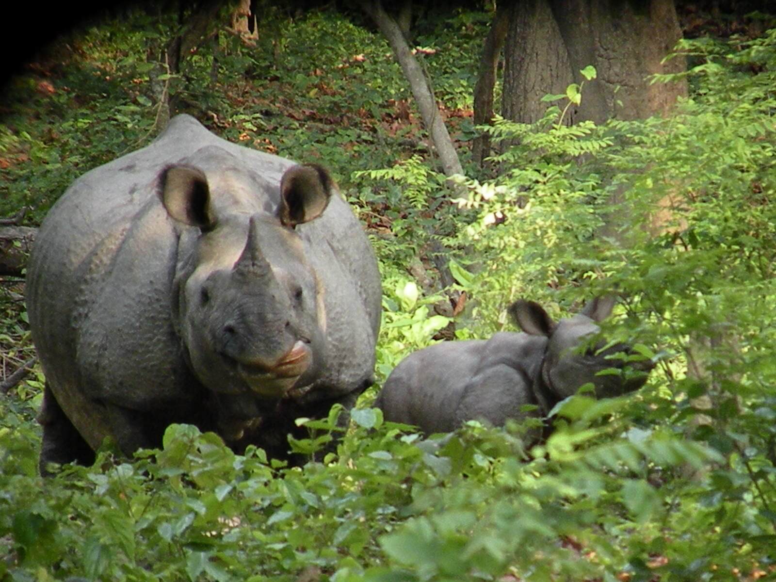 Dudhwa National Park, Uttar Pradesh
