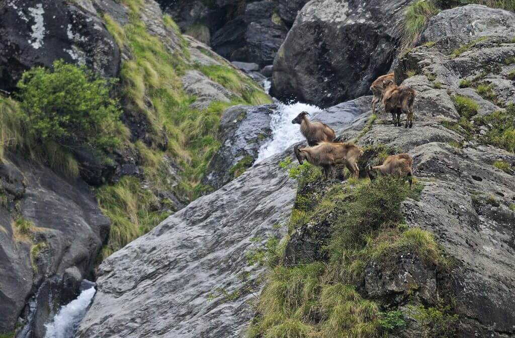 Great Himalayan National Park