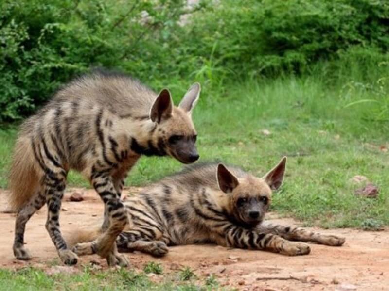 Keladevi wildlife sanctuary