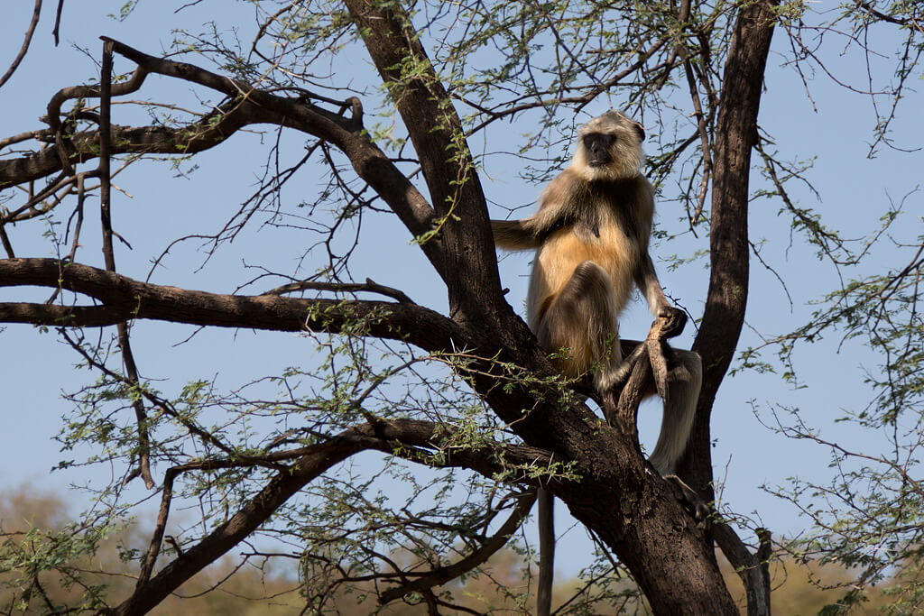 Kumbhalgarh Wildlife Sanctuary