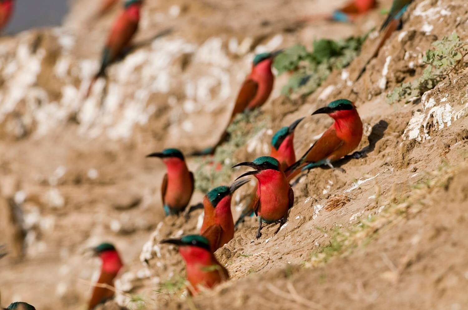 Mount Abu Wild Life Sanctuary