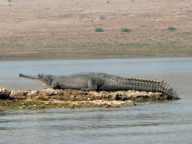 National Chambal Wildlife Sanctuary