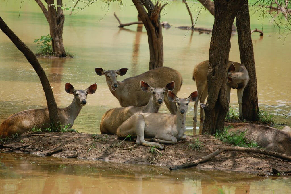 Sariska National Park