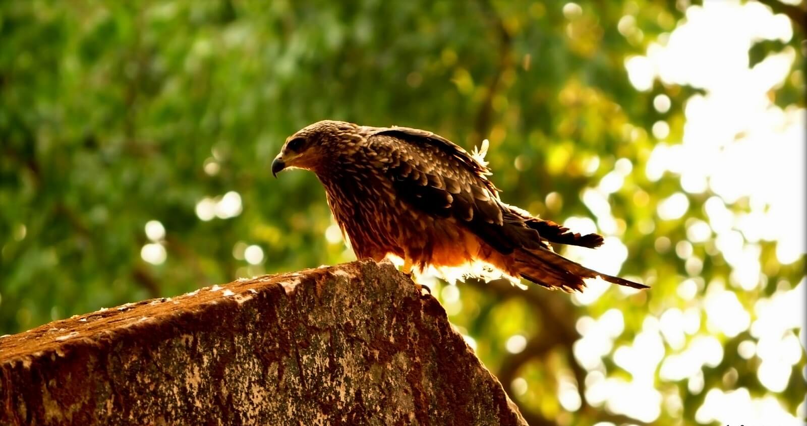 Simlipal National Park for Photography in India