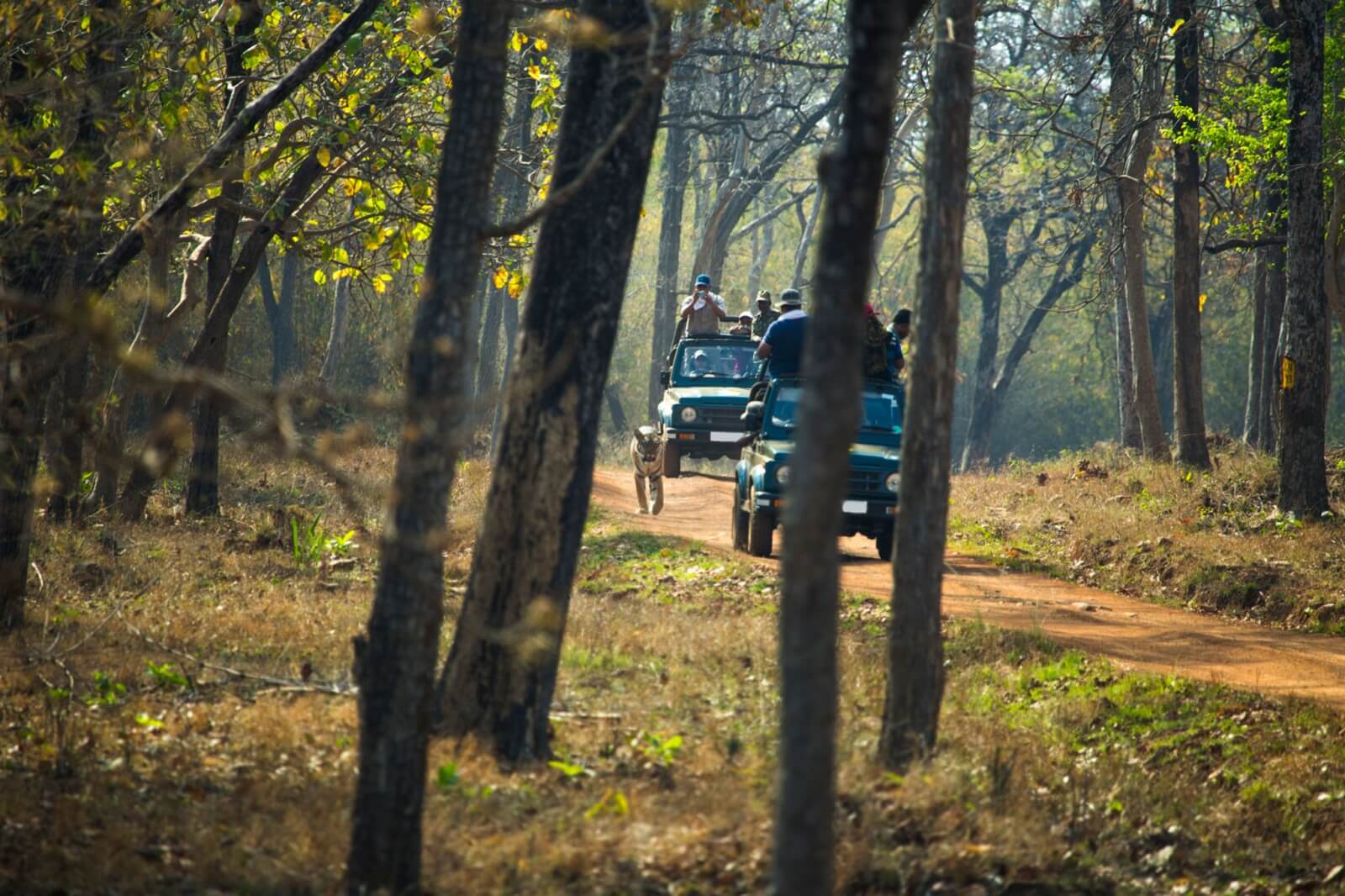 Tadoba National Park
