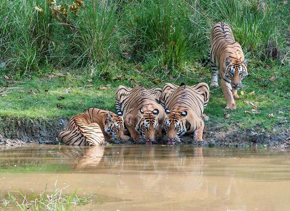 Achanakmar Tiger Reserve