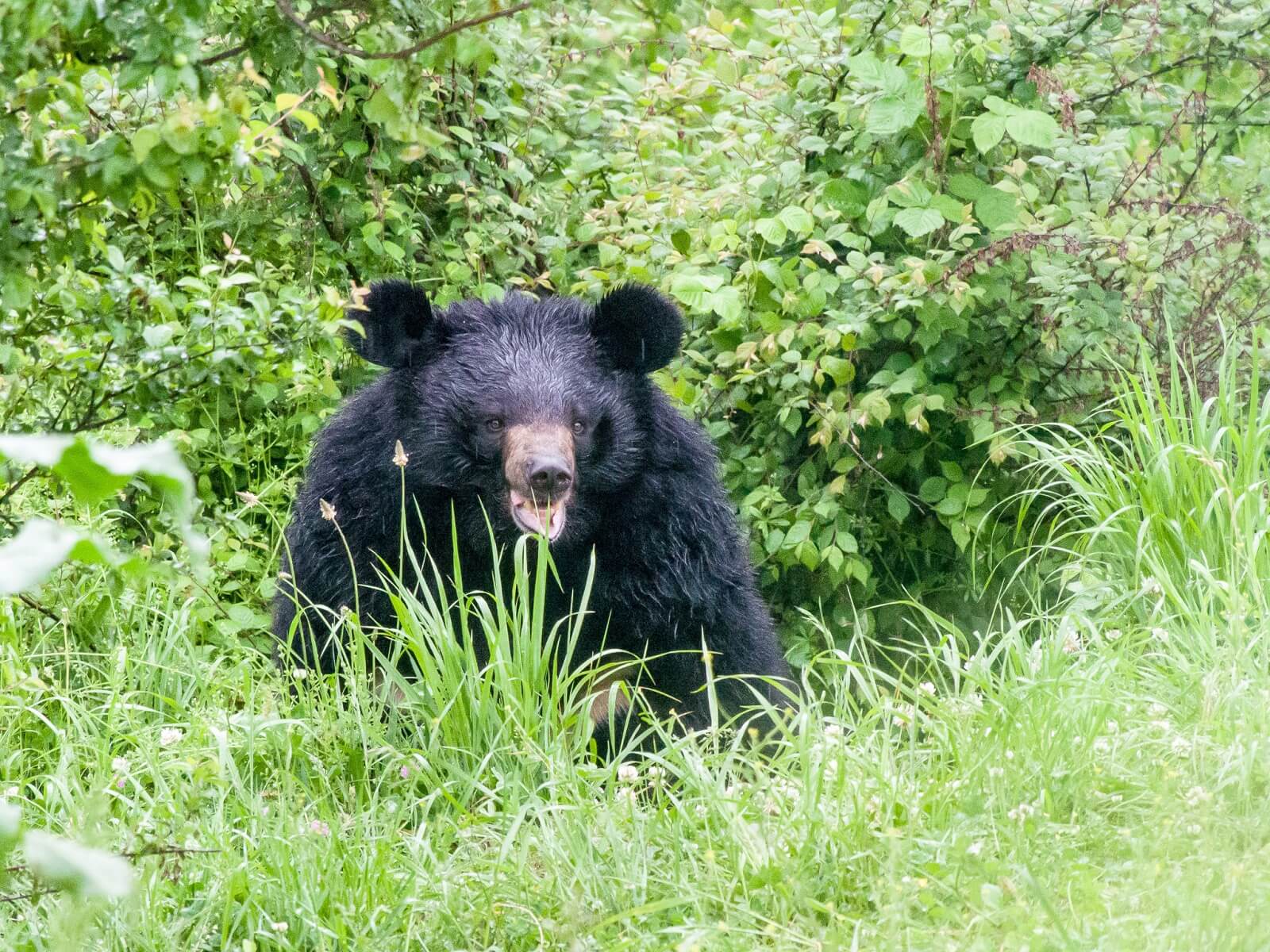 Dachigam National Park