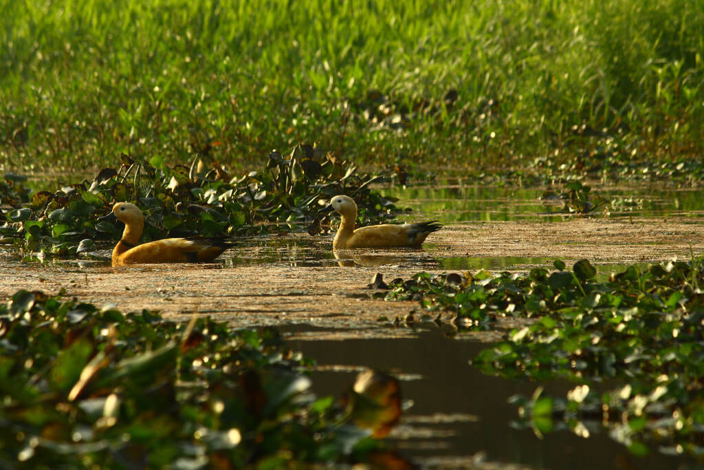 Dibru Saikhowa National Park