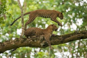 Kabini Wildlife Sanctuary