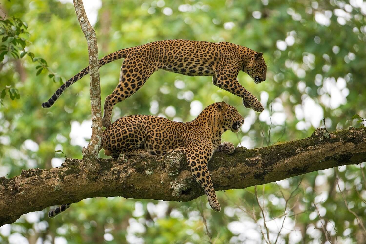 Kabini Wildlife Sanctuary