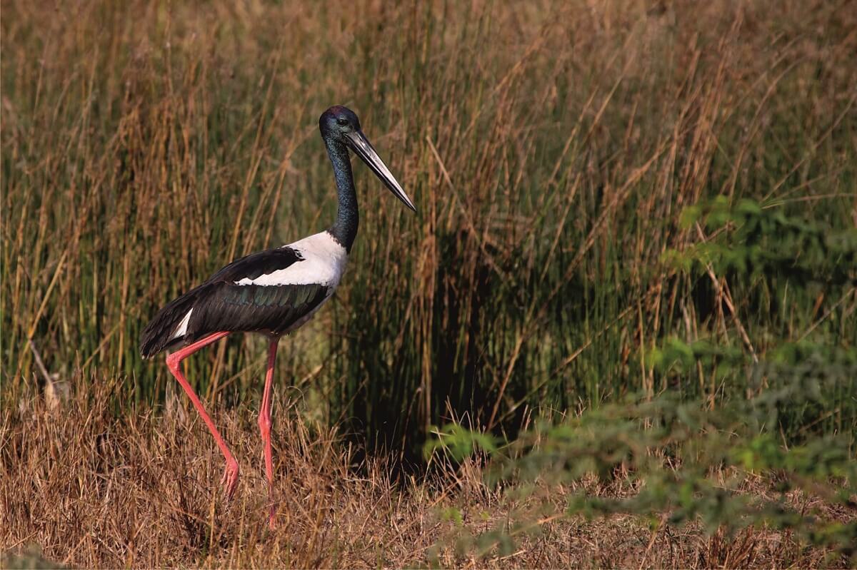 Khijadiya Bird Sanctuary, Gujarat