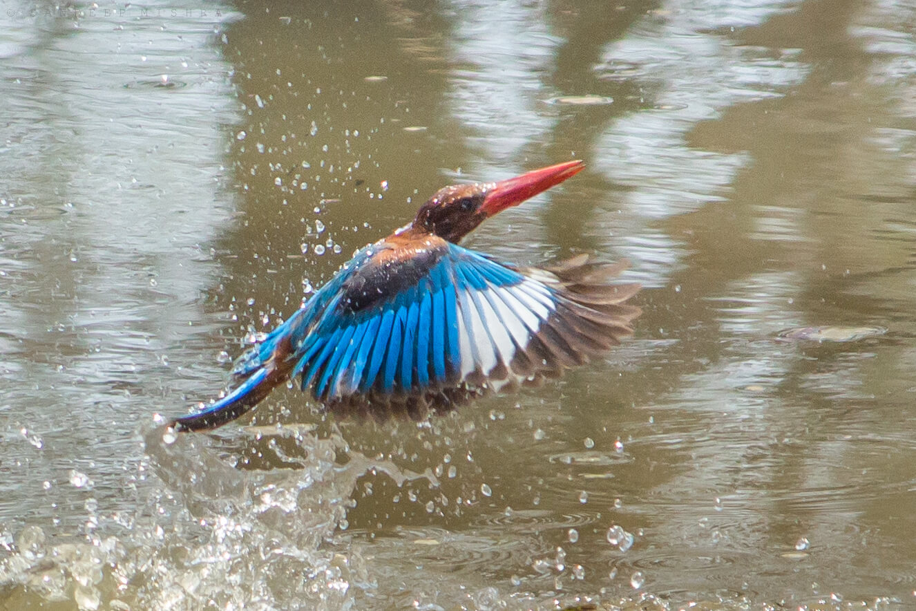 Nagzira Wildlife Sanctuary