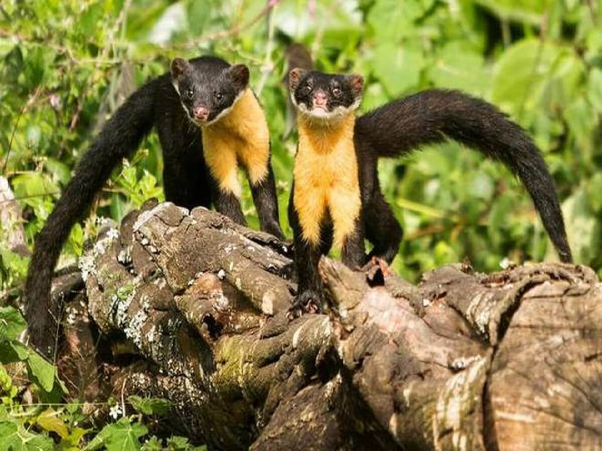 Pampadum Shola National Park