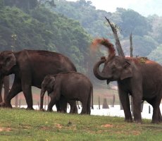 14 Days - Kerala Wildlife Tour