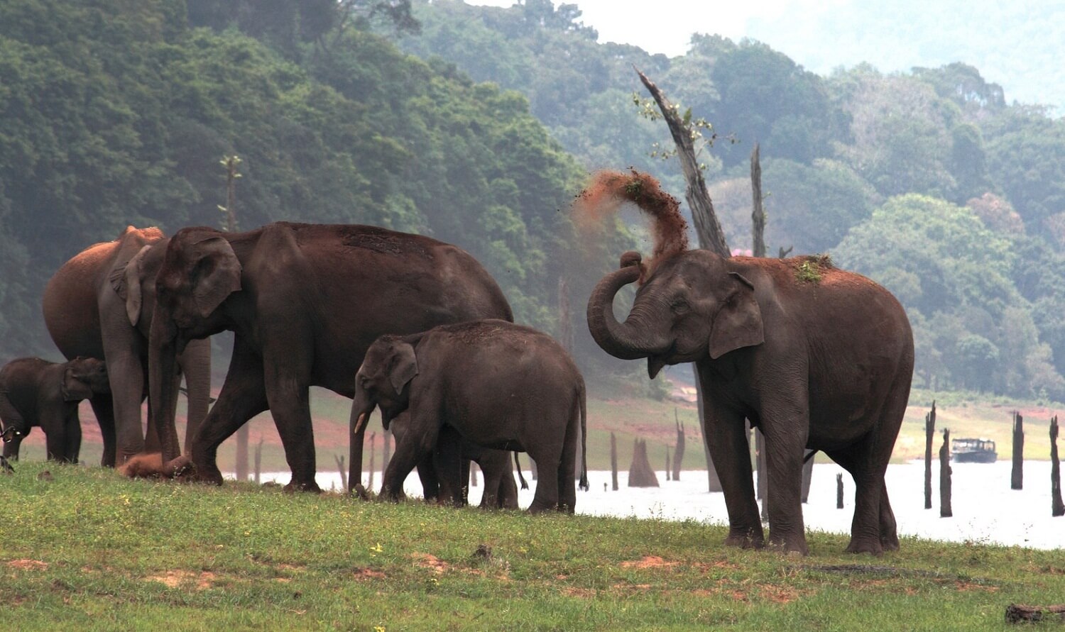 Periyar National Park