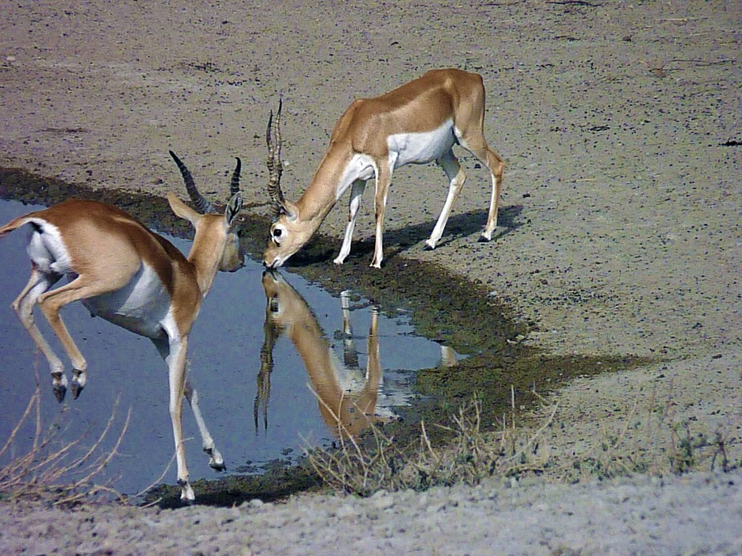 Tal Chhapar Sanctuary