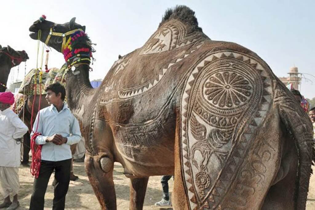 Camel Beautiful, Pushkar