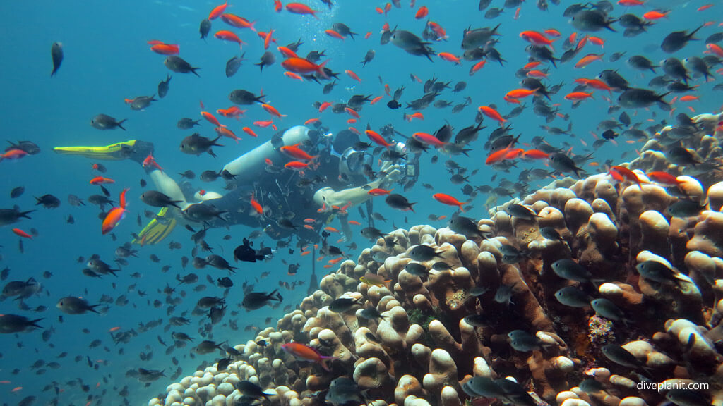 Diving at Sipidan Malaysia
