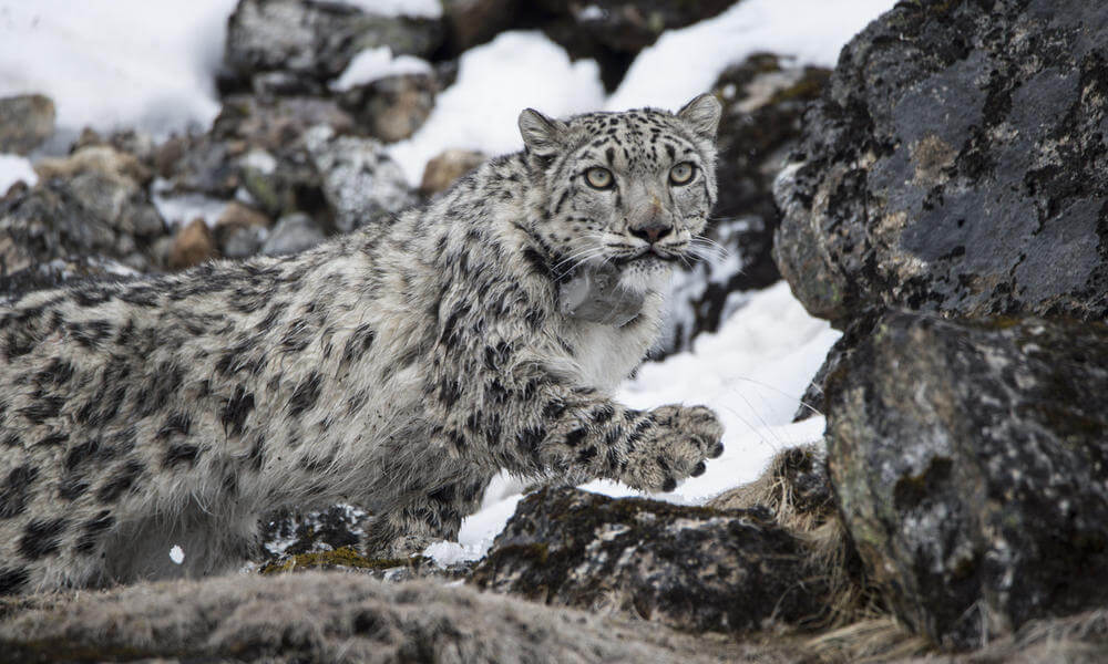 Kanchenjunga Conservation Area