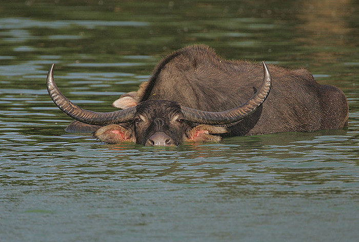 Koshi Tappu Wildlife Reserve