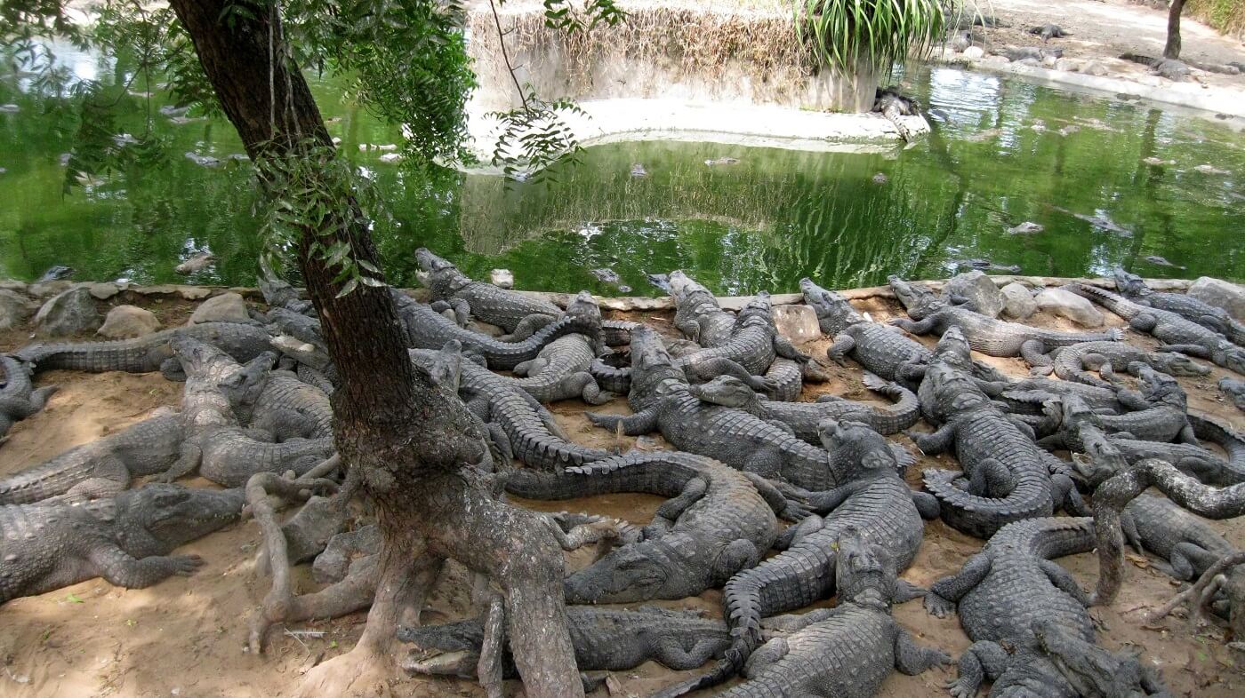 Crocodile Bank, Kanchipuram