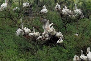 Okhla Bird Sanctuary