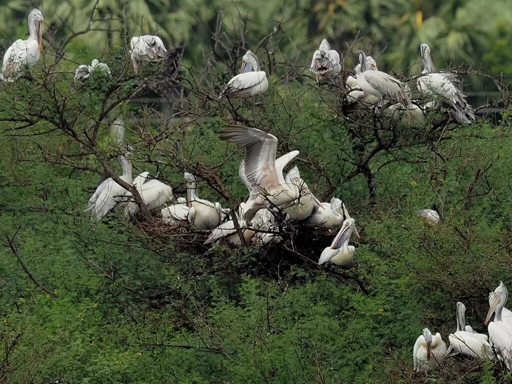 Okhla Bird Sanctuary