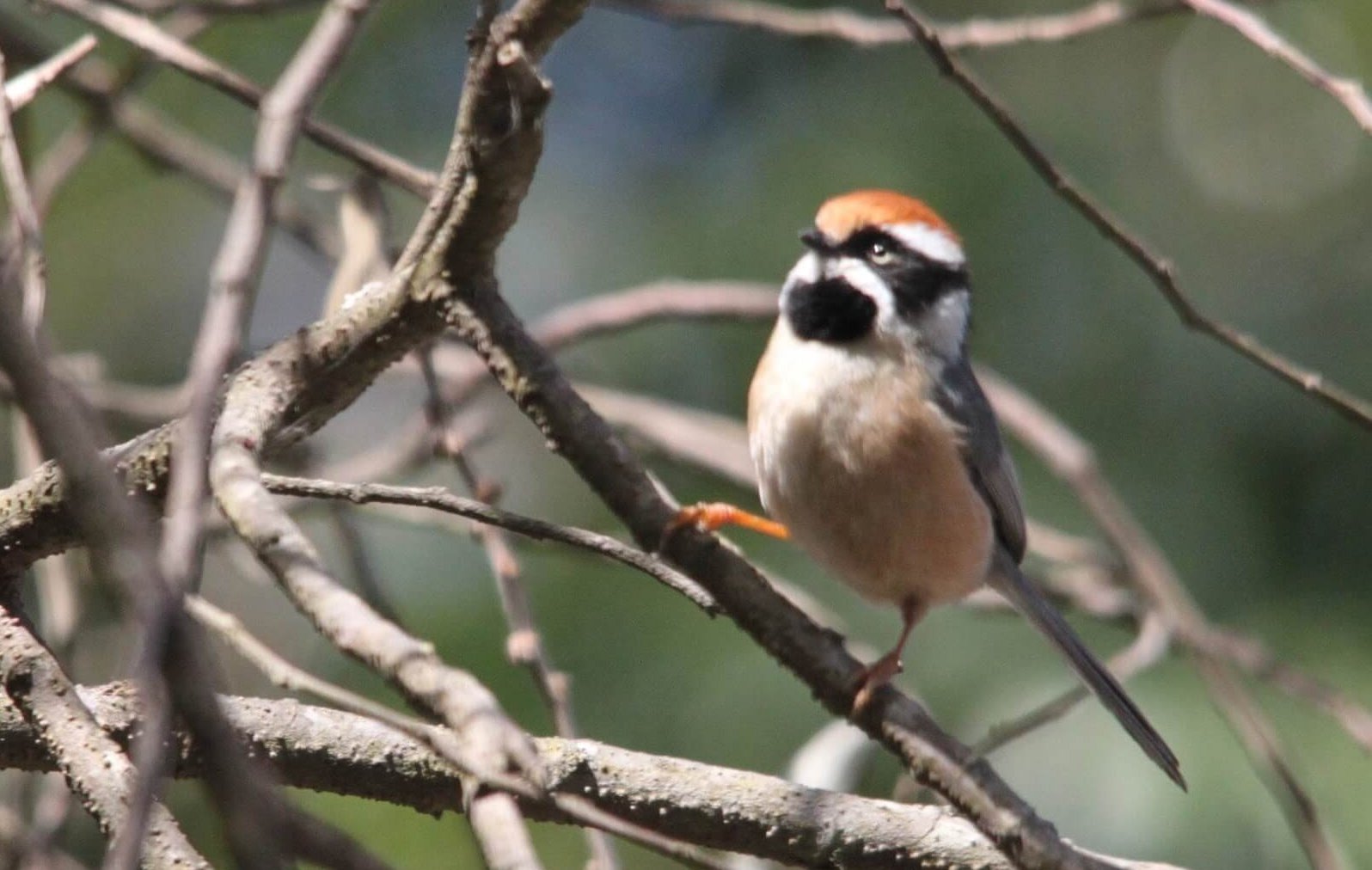 Pangot and Kilbury Bird Sanctuary