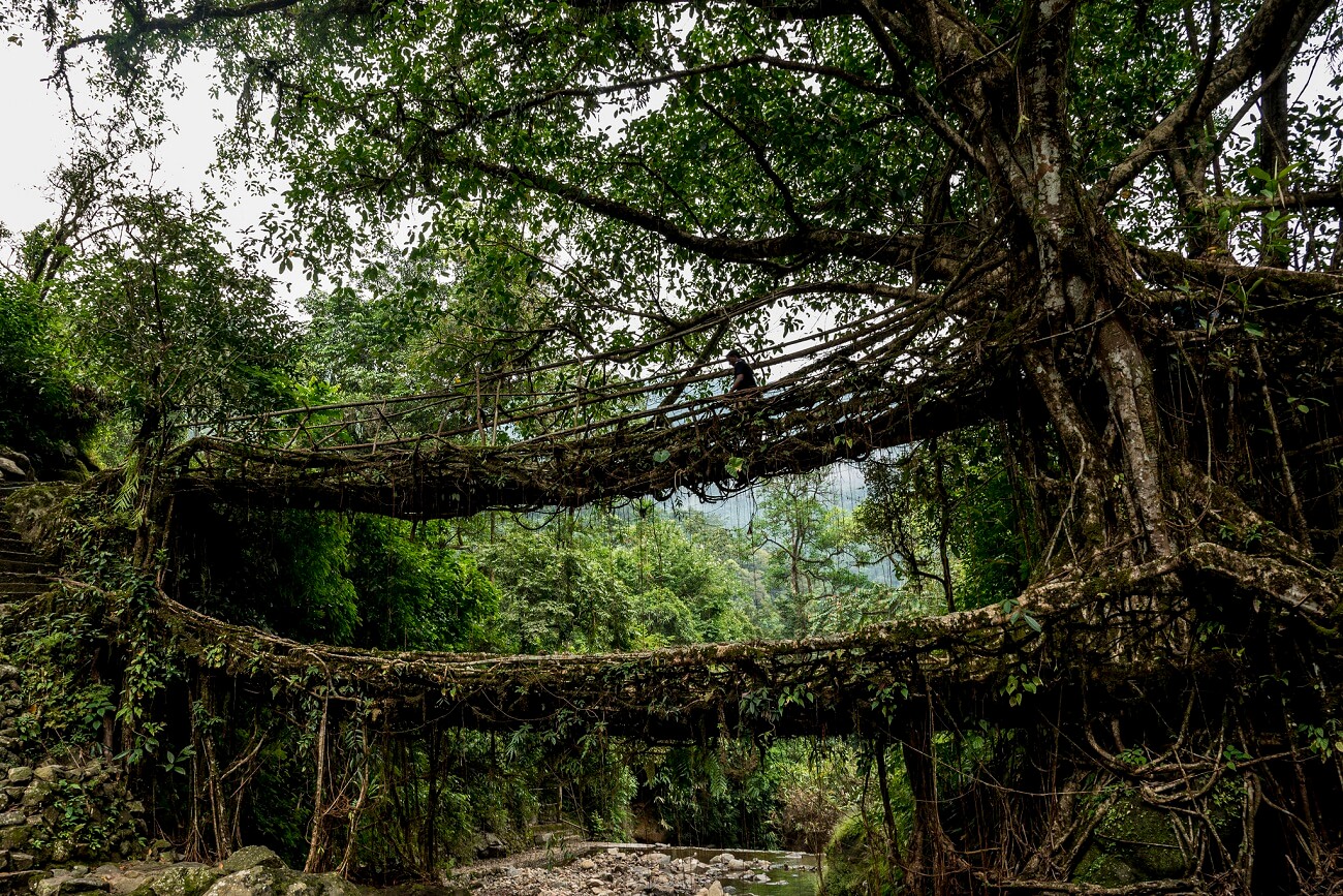 Double Decker Living Bridge