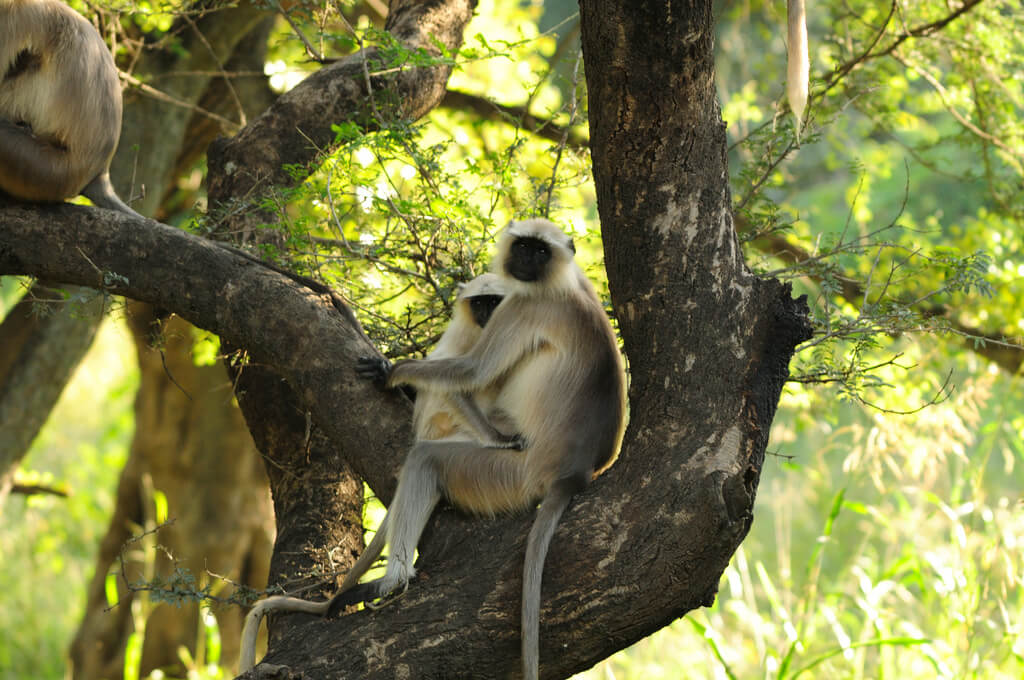 Sariska National Park