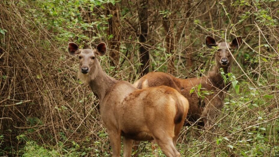 BR Hills Wildlife Sanctuary