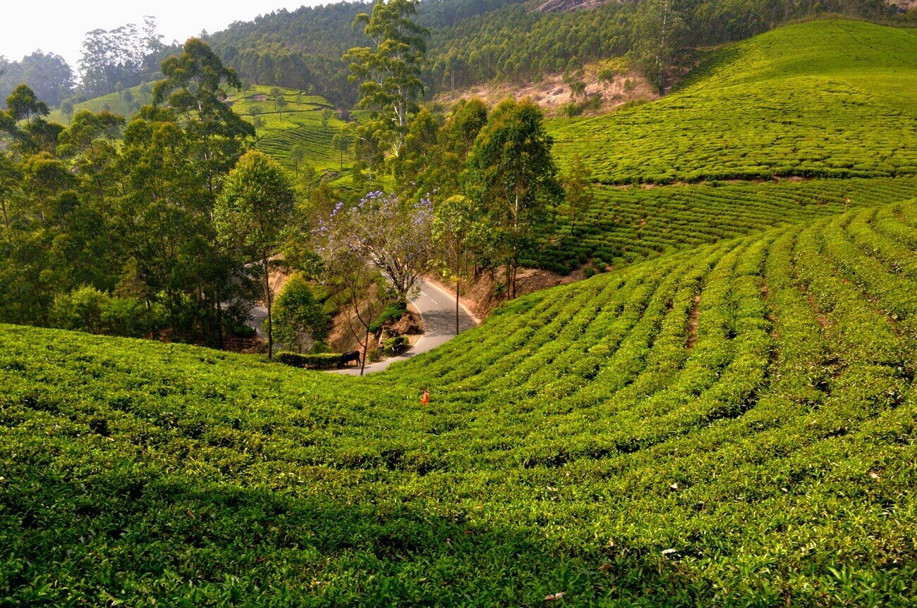 Munnar Tea Plantations