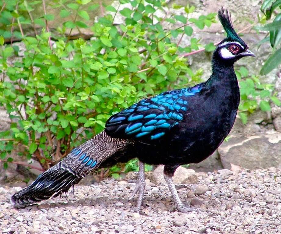 Viralimalai Wildlife Park