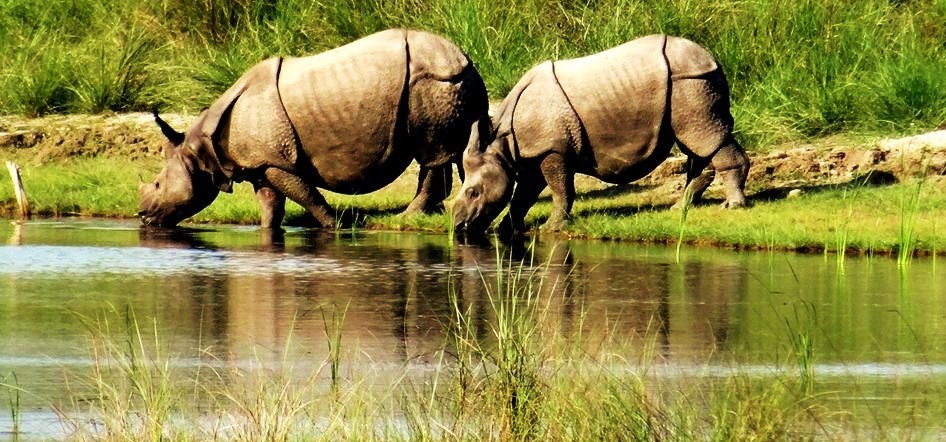 Bardia-National-Park-in-nepal