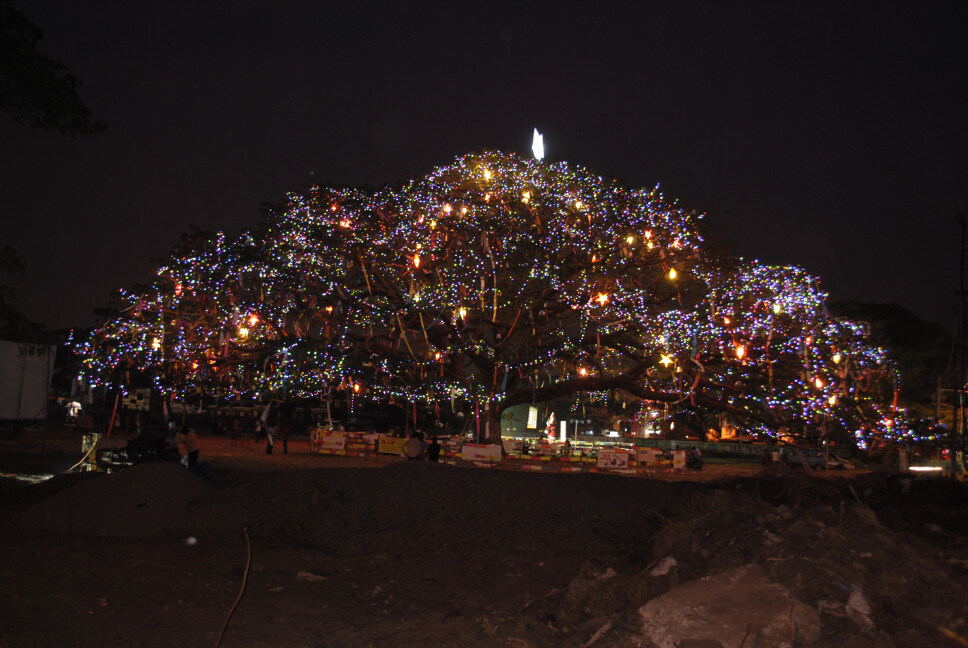 Christmas Tree at Velli Ground