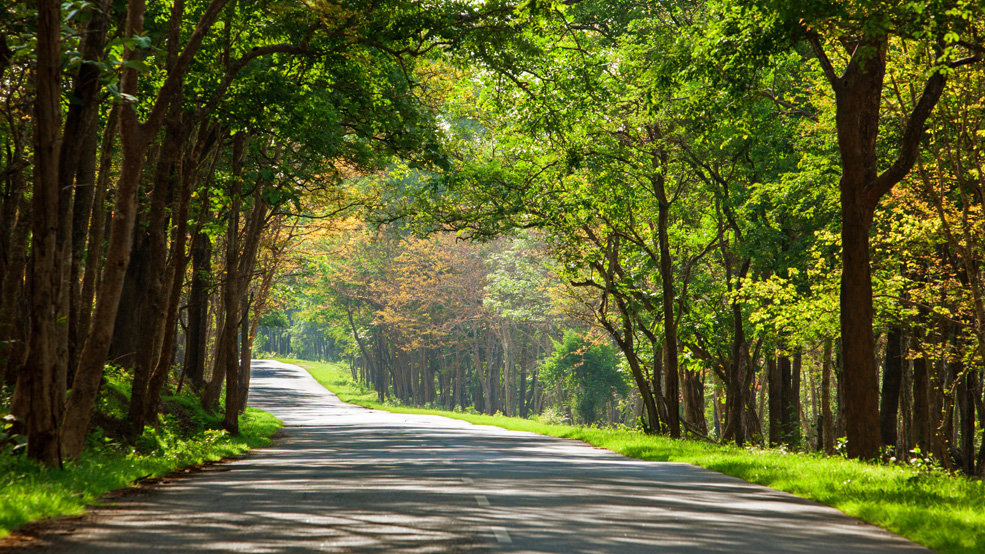 Bandipur to Bangalore Road Trip
