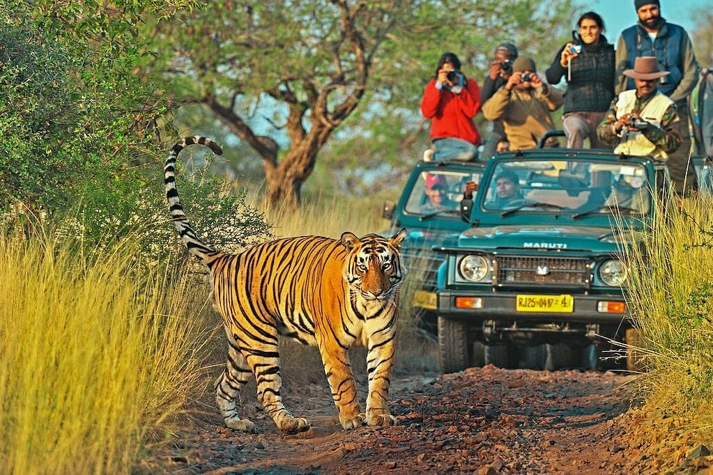 Jeep Safari