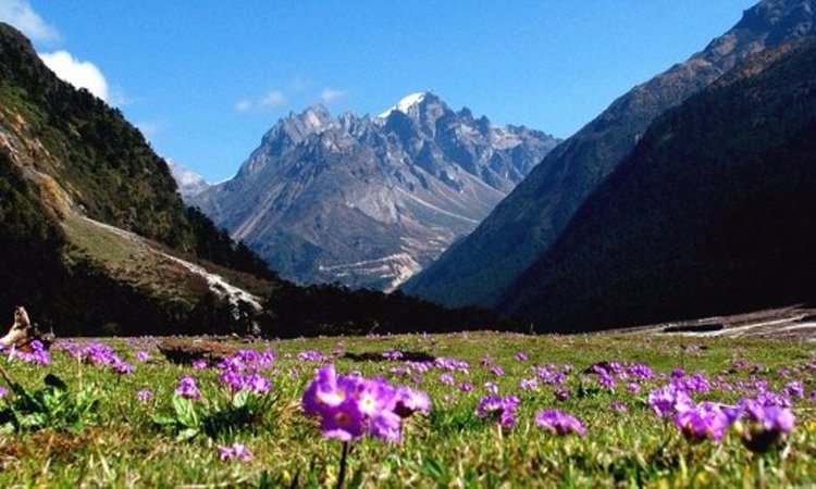 Yumthang Valley
