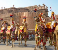 Camel Festival Bikaner, Rajasthan