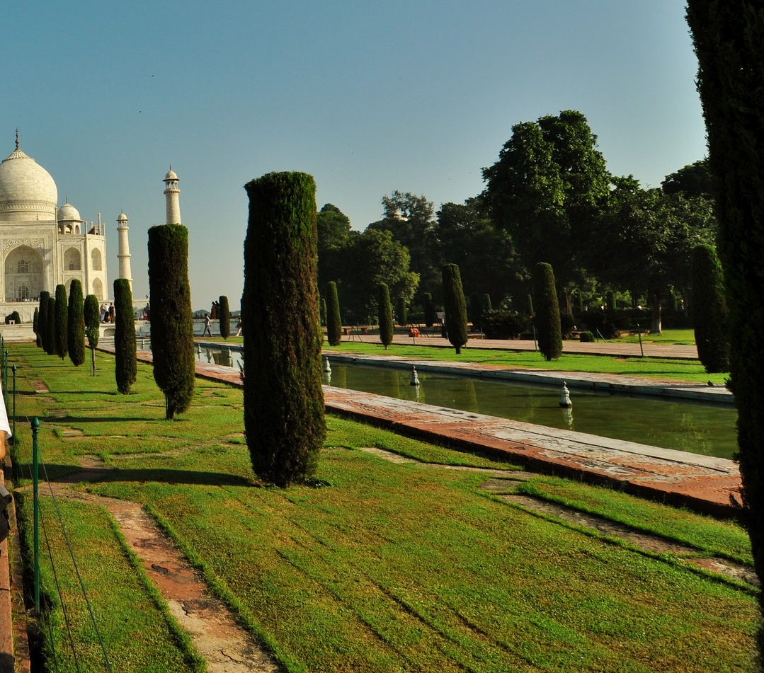 Cypress Tree at Taj Mahal