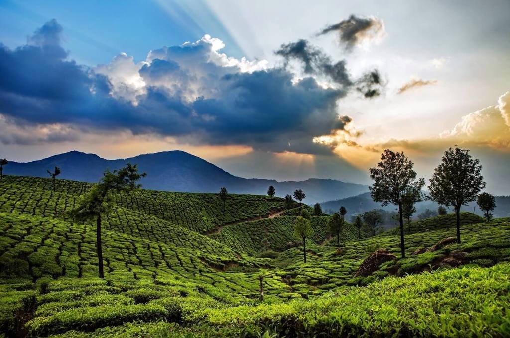 Munnar Tea Plantation