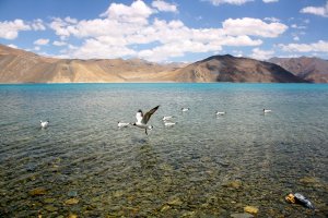 Migratory Bird at Pangong Lake