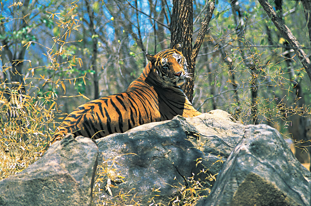Periyar National Park Kerala