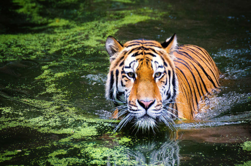 Ranthambore National Park (Rajasthan)?, Tiger Safari