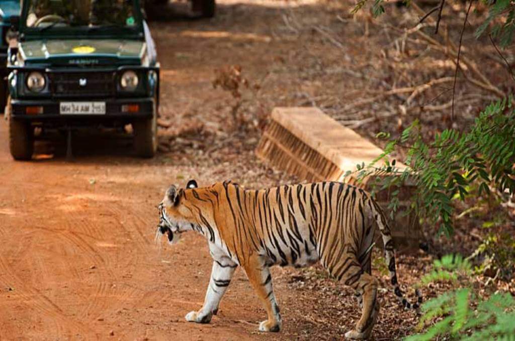 Tadoba National Park ( Maharashtra)
