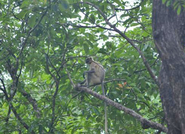 Wildlife